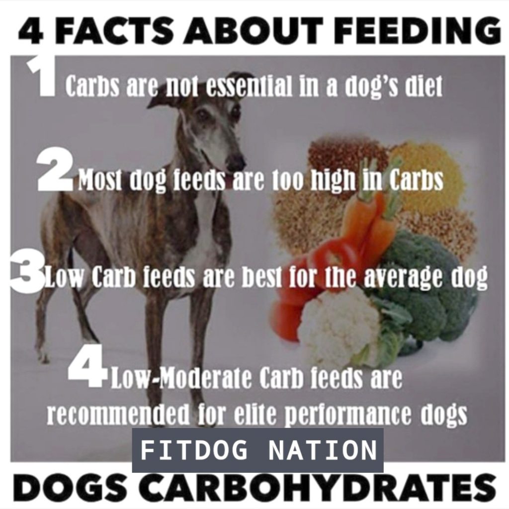 4 Facts about Dogs & Carbs - Fitdognation.com