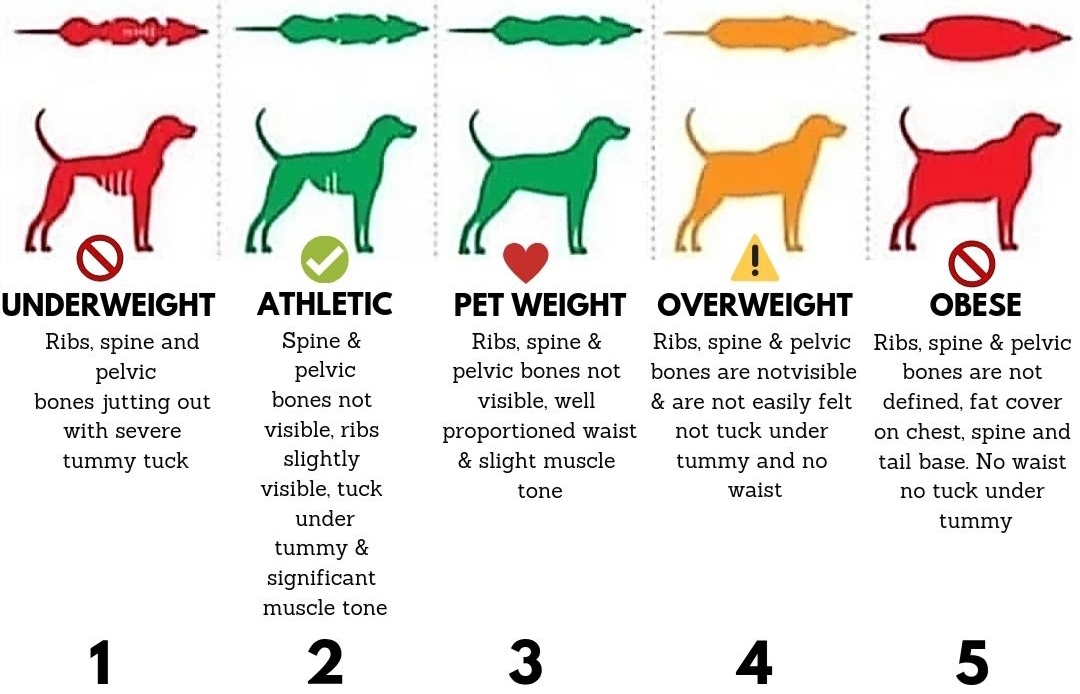 Dog hot sale body types