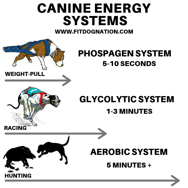 5 Activities For High Energy Dogs