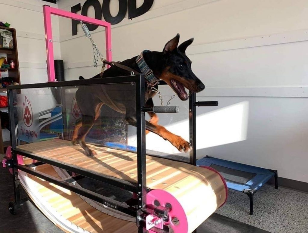 Slat treadmill for dogs sale