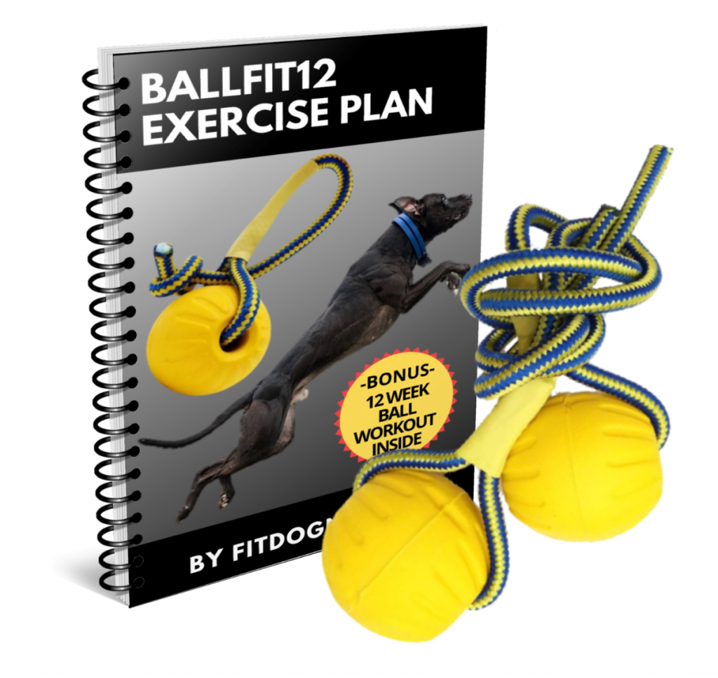 Aerobic VS Anaerobic Canine Training FITDOG NATION