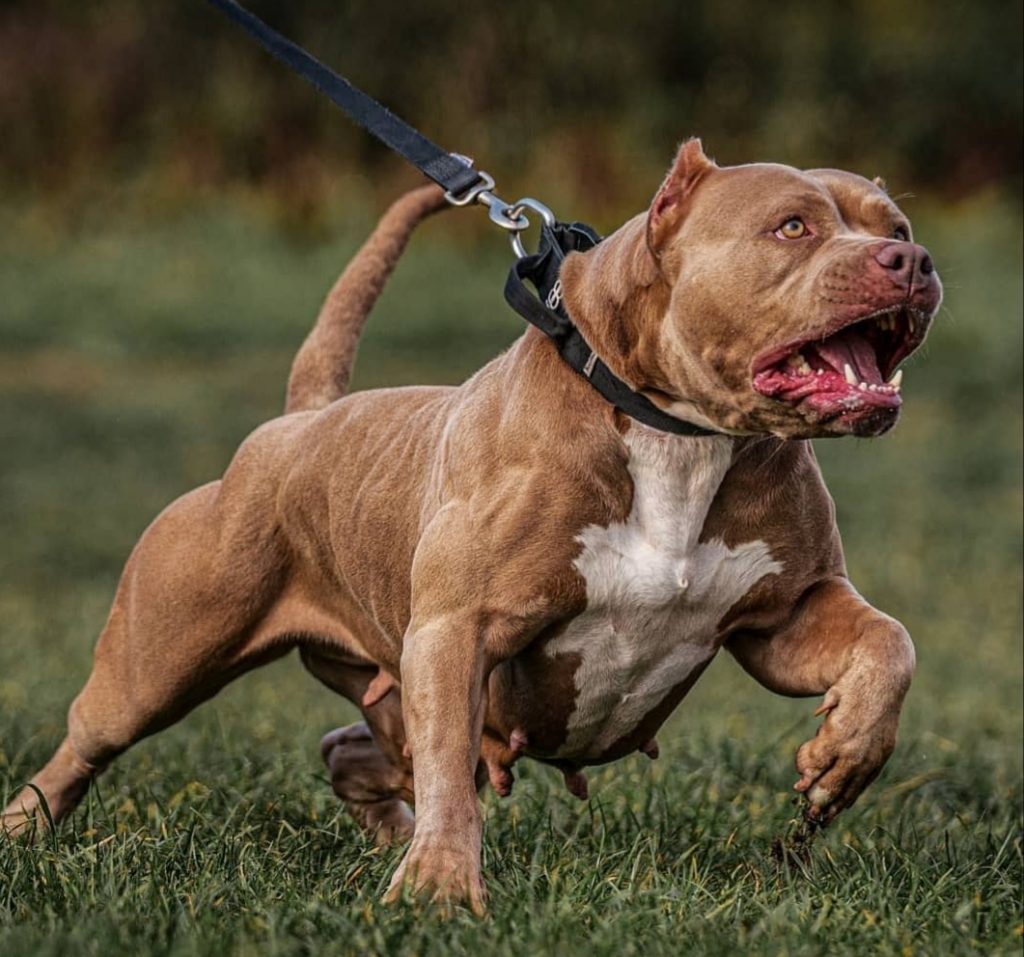 Better Built Bulliez specializing in American Bullies.