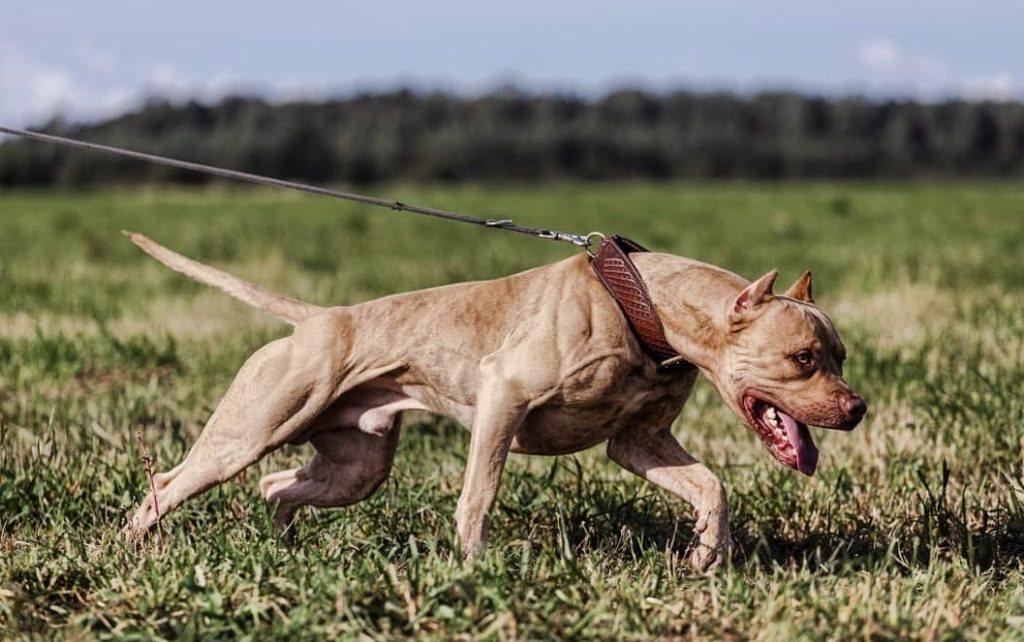 Muscular american pitbull hot sale terrier