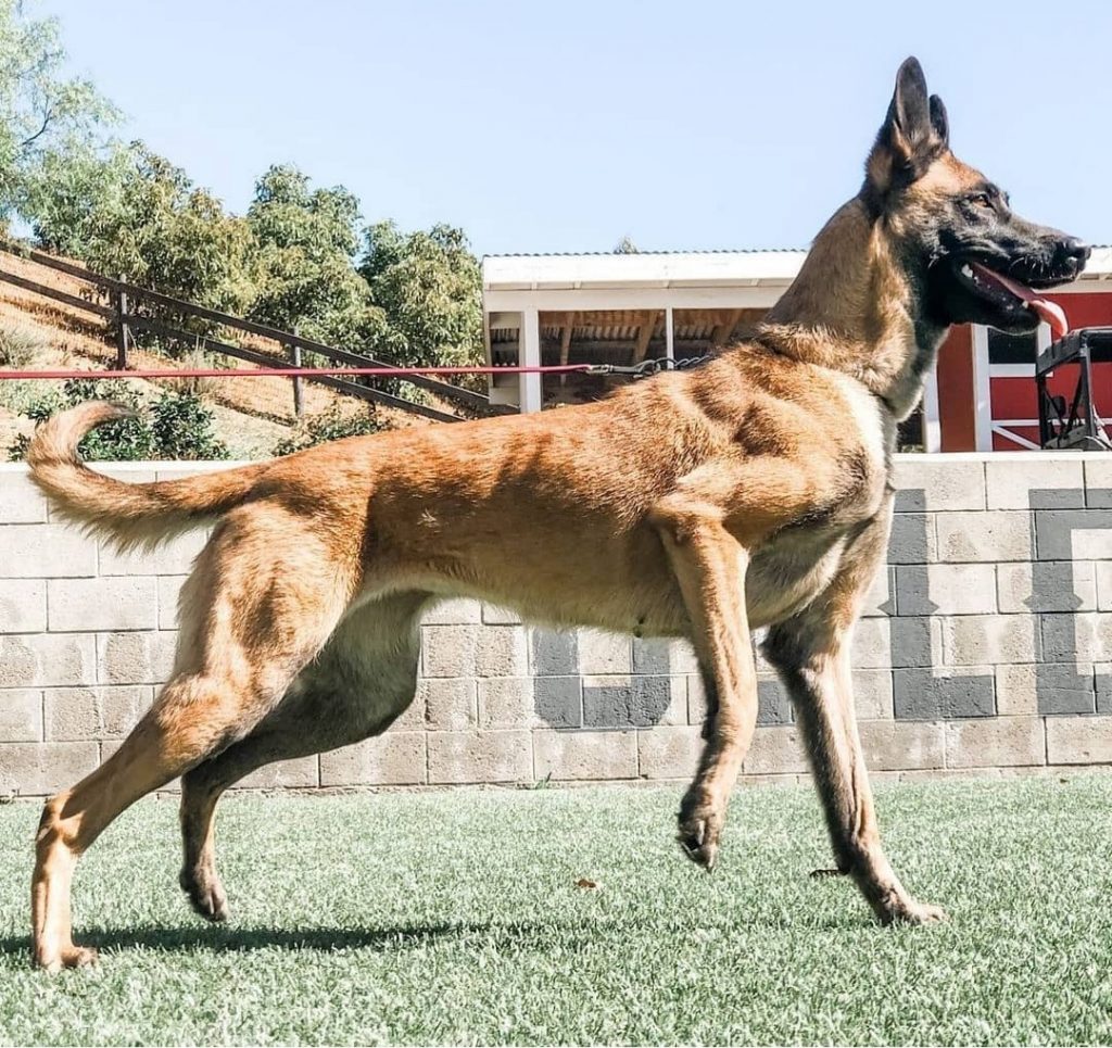 how much is a trained belgian malinois