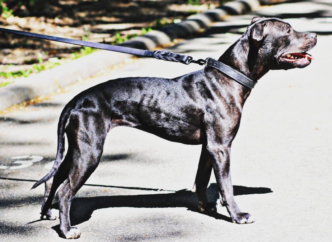 black american pitbull terrier