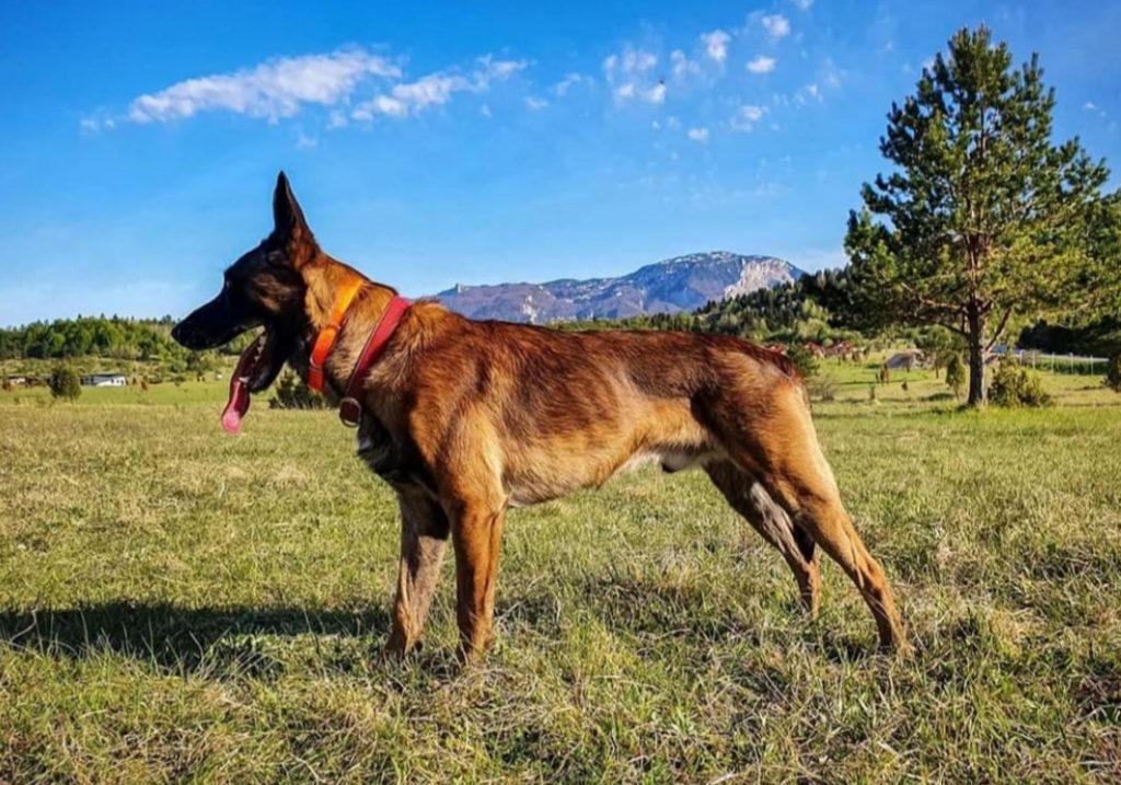 Working malinois hot sale